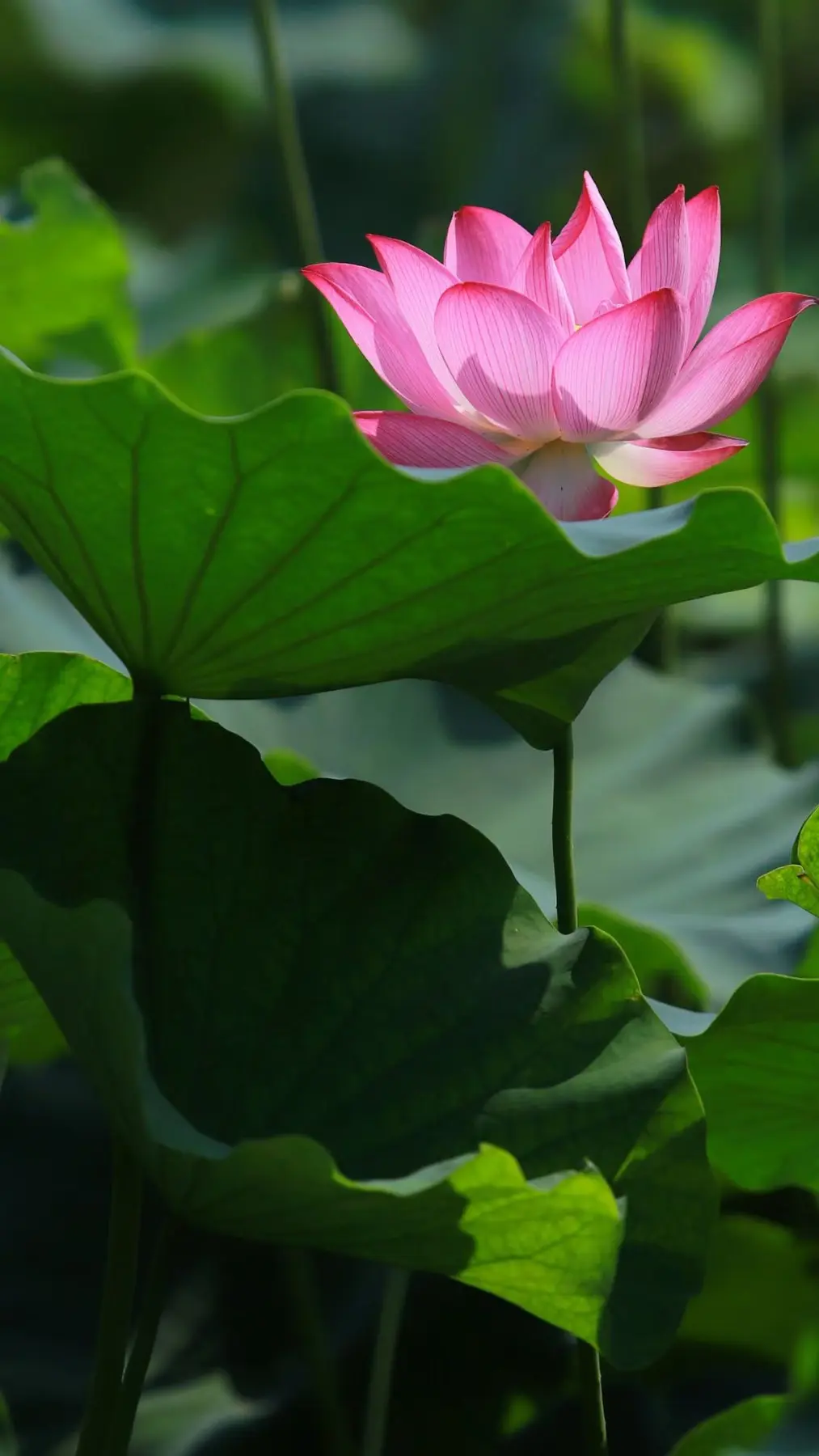 A pink lotus rising above deep green leaves